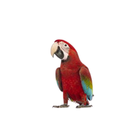 Green-winged macaw | Types of Parrots