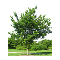 Hackberry | Types of Trees with Names
