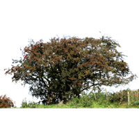 Hawthorn | Types of Trees with Names