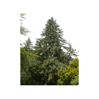 Hemlock | Types of Trees with Names