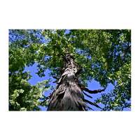 Hickory | Types of Trees with Names