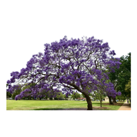 Jacaranda | Types of Trees with Names