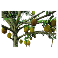 Jackfruit Tree