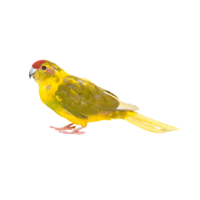 Kakariki | Types of Parrots