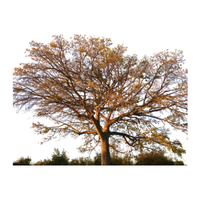 Kapok | Types of Trees with Names