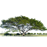 Koa | Types of Trees with Names