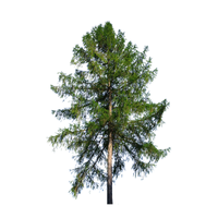 Larch | Types of Trees with Names