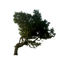 Laurel | Types of Trees with Names