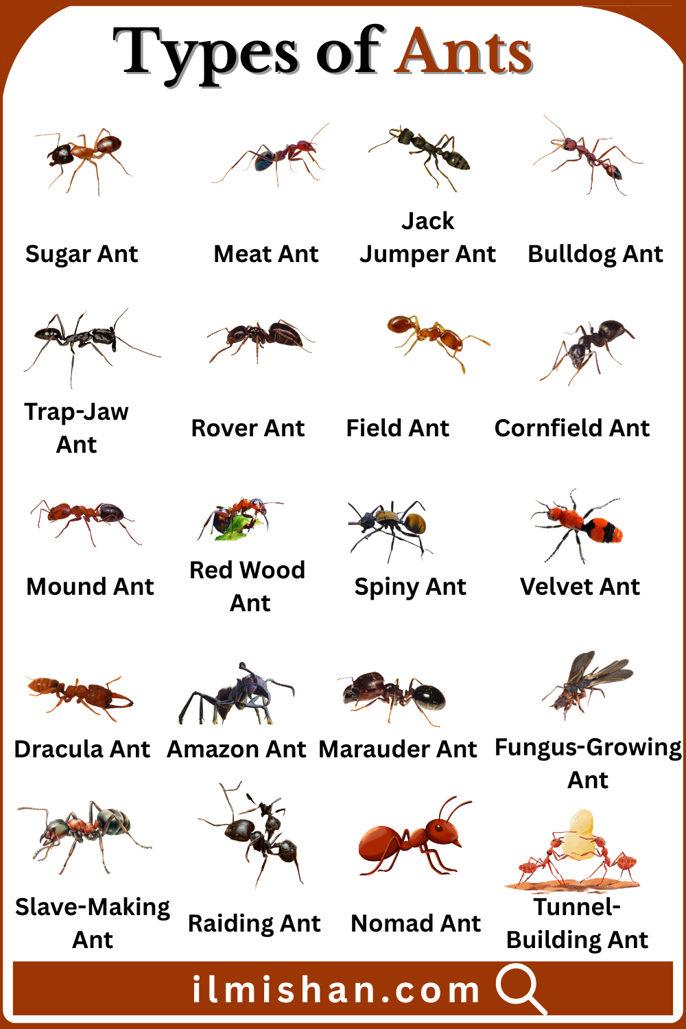 Learn Types of Ants Names in English with Pictures