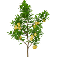 Lemon Tree
