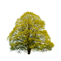 Linden | Types of Trees with Names