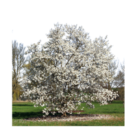 Magnolia | Types of Trees with Names