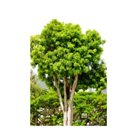 Mahogany | Types of Trees with Names