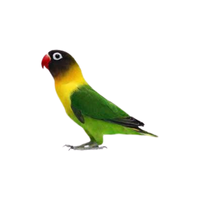 Masked lovebird | Types of Parrots