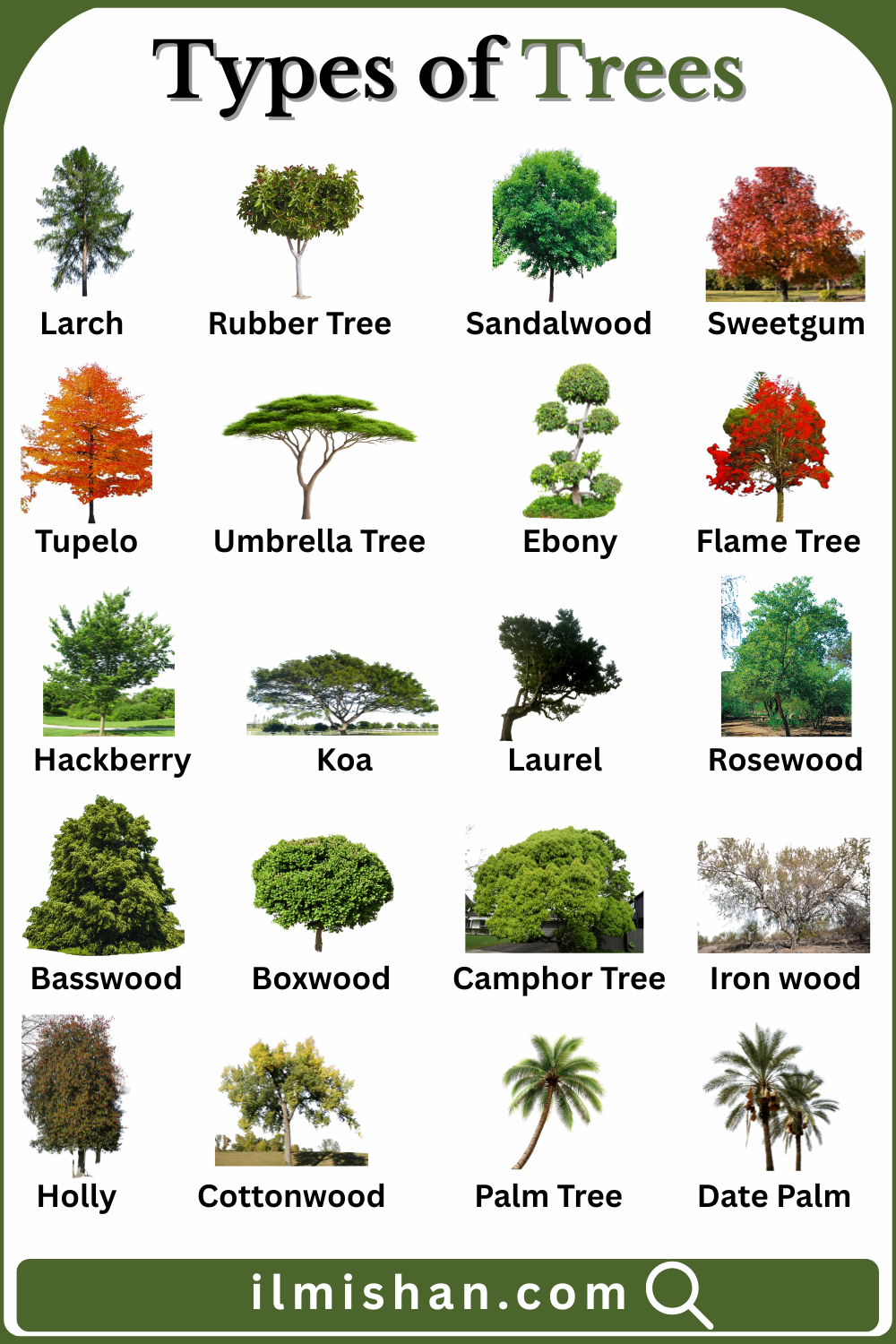 Most Common Trees Names in English and their Images