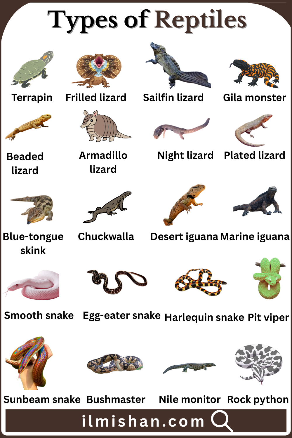 Names List of Reptiles in English