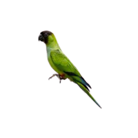 Nanday conure | Types of Parrots