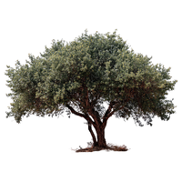 Olive Tree