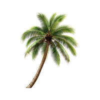 Palm Tree