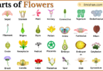 Parts of Flowers with Names in English with Pictures