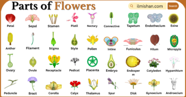 Parts of Flowers with Names in English with Pictures