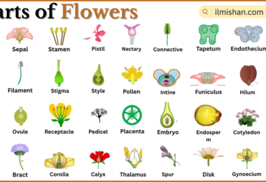Parts of Flowers with Names in English with Pictures