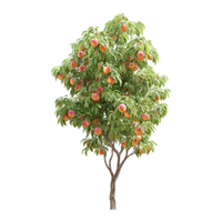 Peach Tree | Types of Trees with Names