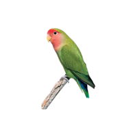 Peach-faced lovebird | Types of Parrots
