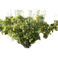 Pear Tree | Types of Trees with Names