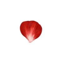 Petal | Parts of Flowers