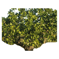 Pistachio Tree
