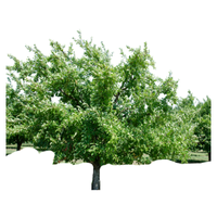 Plum Tree | Types of Trees with Names
