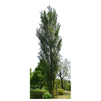 Poplar | Types of Trees with Names