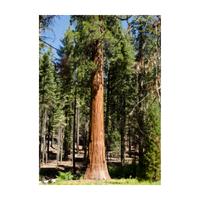 Redwood | Types of Trees with Names