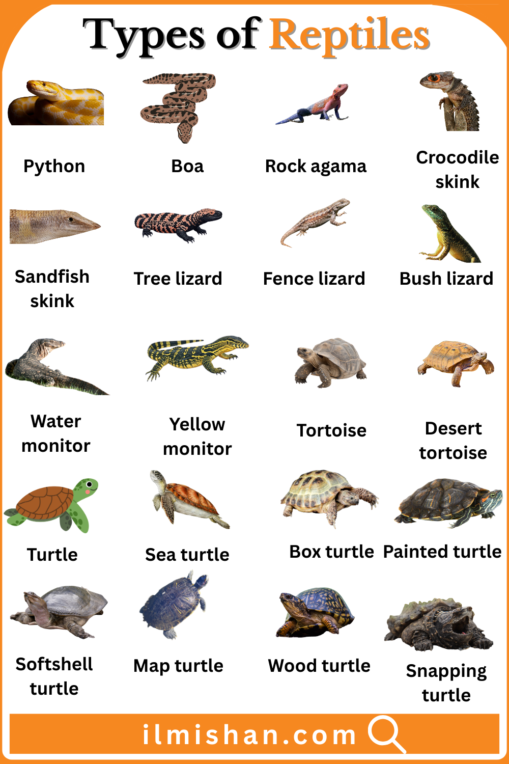 Reptiles Names in English with their Types and Pictures