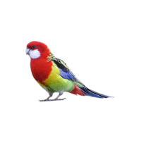 Rosella | Types of Parrots