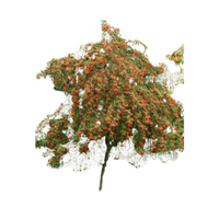 Rowan | Types of Trees with Names