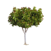 Rubber Tree | Types of Trees with Names