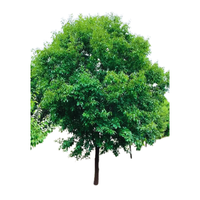 Sandalwood | Types of Trees with Names