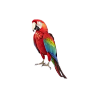 Scarlet macaw | Types of Parrots