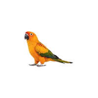 Sun conure | Types of Parrots
