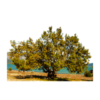 Sycamore | Types of Trees with Names