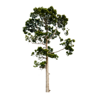 Teak | Types of Trees with Names