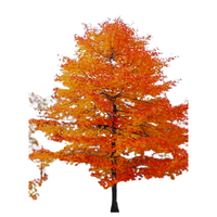 Tupelo | Types of Trees with Names