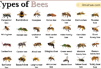 Types of Bees with Names in English with Pictures