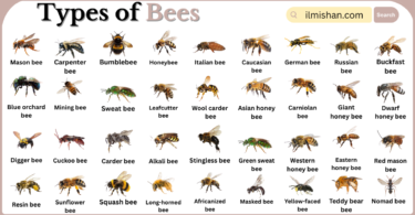 Types of Bees with Names in English with Pictures