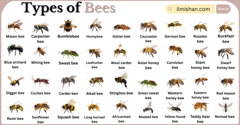 Types of Bees with Names in English with Pictures
