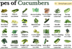 Types of Cucumbers with Names in English with Pictures