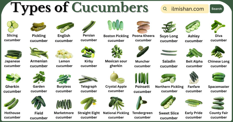 Types of Cucumbers with Names in English with Pictures
