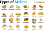 Types of Melons with Names in English with Pictures